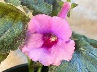 Sinningia 'Ozark Dusky Dawn' Sinningia 'Ozark Dusky Dawn'